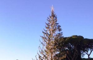 Da Spelacchio a Vittorio, gli alberi di Natale hanno sempre una seconda vita