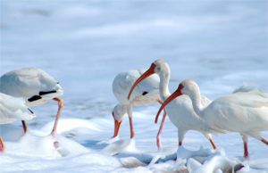 Biodiversità, con instabilità politica le maggiori perdite